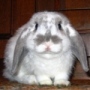 Kasutaja avatar